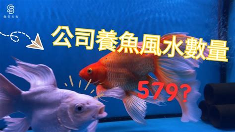 魚缸 魚數量|【魚要養幾隻比較好】家裡養幾條魚財運好？養單數吉利還是雙數？